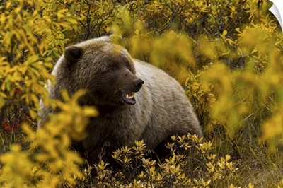 Portrait Of An Alaskan Brown Bear Amid Fall Foliage