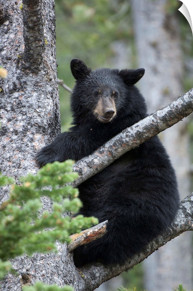 Portrait of an American black bear cub (Ursus americanus) looking at camera and climbing a tree in Yellowstone National Pa...