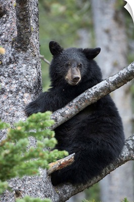 Portrait Of An American Black Bear Cub Climbing A Tree In Yellowstone National Park