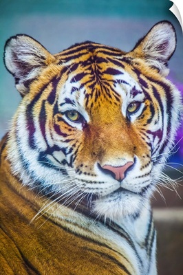Portrait Of Bengal Tiger, Chippewa Falls, Wisconsin