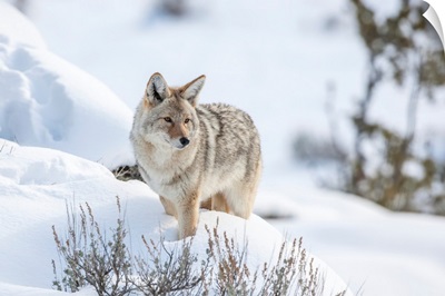 Portrait Of Coyote Standing In A Snowbank, Montana