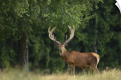 Portrait Of Red Deer, Germany