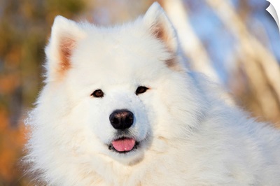 Portrait of Samoyed dog in the snow, Ledyard, Connecticut