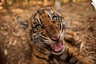 Portrait Of Sumatran Tiger Cub Lying On The Ground, Showing Its Teeth, Atlanta, Georgia