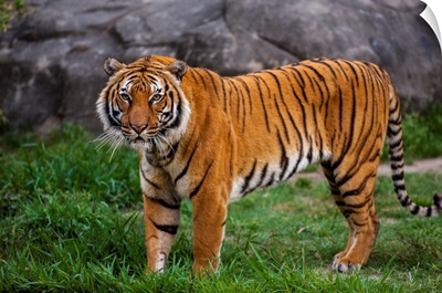 Portrait Of The Indochinese Tiger Standing In Its Enclosure At A Zoo, Houston, Texas