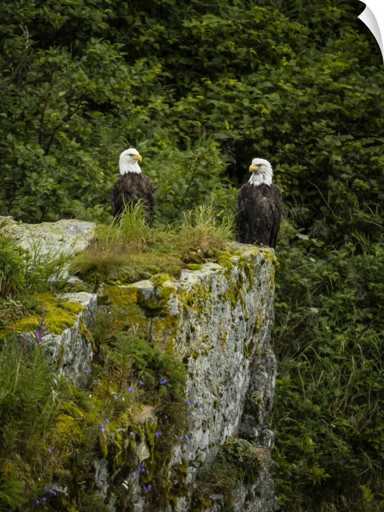 Bald Eagles (Haliaeetus leucocephalus) on top of a boulder in Kinak Bay, Katmai National Park, Alaska