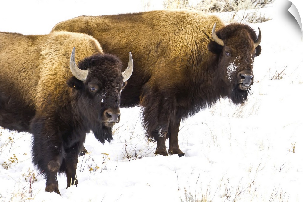 Portrait of two buffalo in the snow.