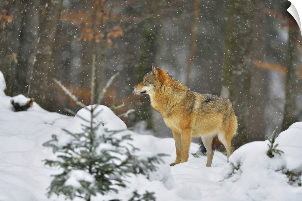 Portrait of Wolf (Canis lupus) in Winter, Neuschonau, Bavarian Forest National Park, Bavaria, Germany