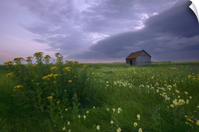 Prairie Wildflowers And An Old Farm Granary, Central Alberta, Canada