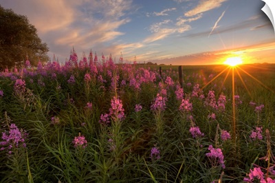 Prairie Wildflowers During Sunset In Central Alberta, Canada