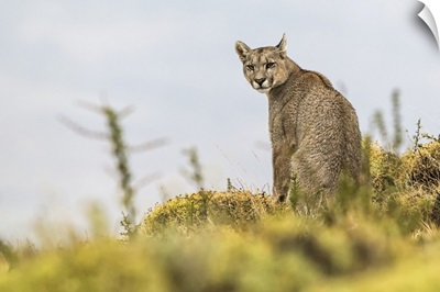 Puma Sitting And Looking Back At The Camera, Southern Chile, Chile