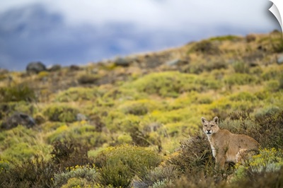 Puma Walking Through The Landscape In Southern Chile, Chile