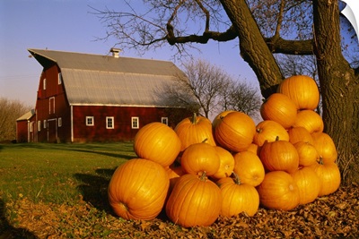 Pumpkins piled up after the Autumn harvest near a red barn, near Oakbank, Manitoba