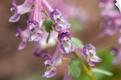 Purple Corydalus Flexuosa Wildflowers In A Garden, Framingham, Massachusetts