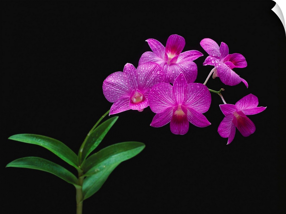Purple Vanda Orchids
