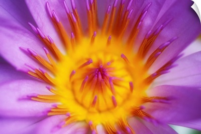 Purple Water Lily Blossom With Yellow Center Detail