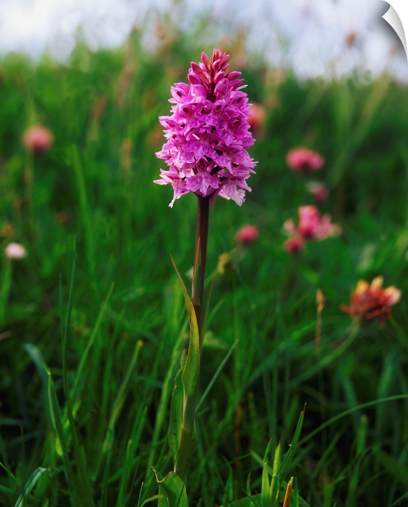 Pyramidal orchid, Mannin Bay, co Galway, Ireland.