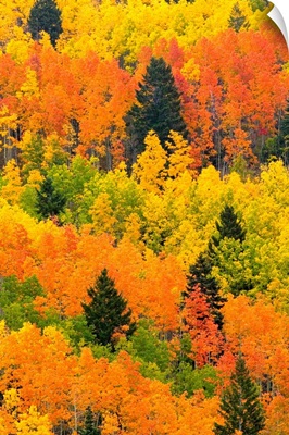 Quaking Aspen and Ponderosa Pine trees display fall colors.