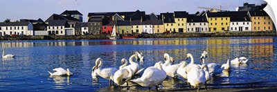 Quay With Swans, Galway City, County Galway, Ireland