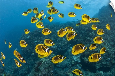 Raccoon Butterflyfish Can Sometimes Be Found In Large Schools Over The Reef, Hawaii