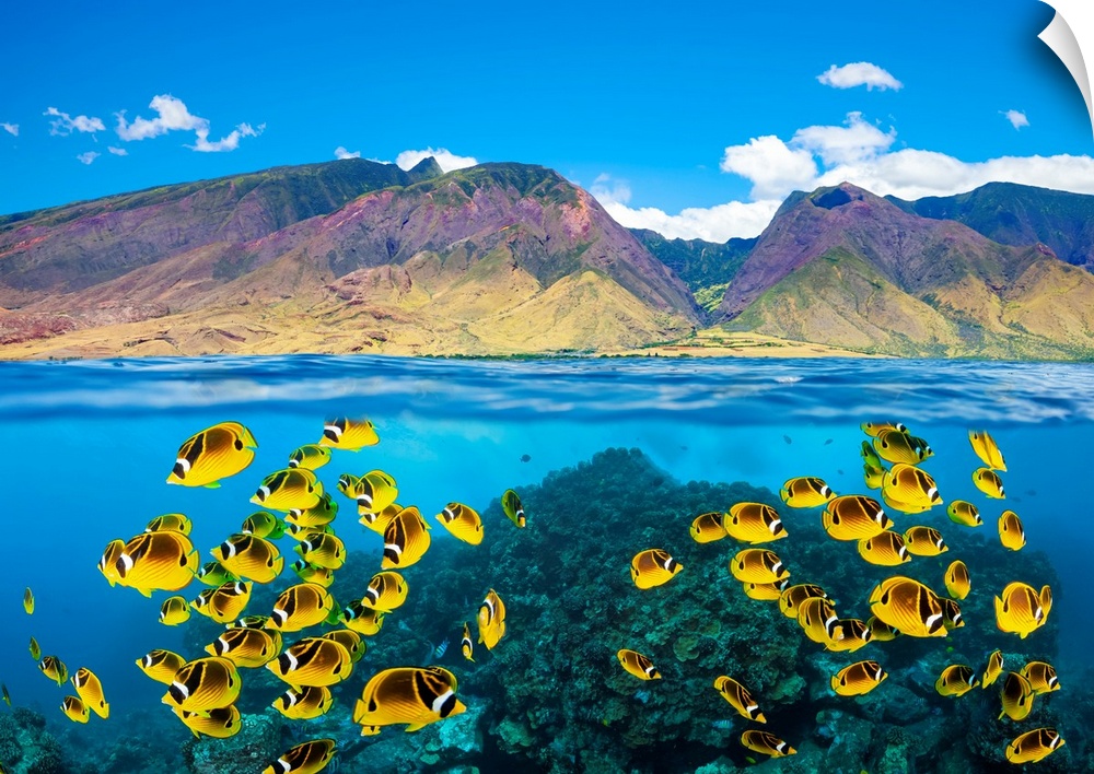 A split scene with Raccoon butterflyfish (Chaetodon lunula) on a shallow hard coral reef below and the West Maui Mountains...