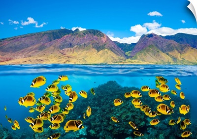 Raccoon Butterflyfish On A Shallow Hard Coral Reef Below, West Maui Mountains, Hawaii