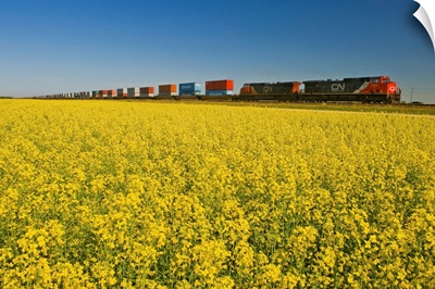 Rail Cars Carrying Containers Passe A Canola Field, Manitoba, Canada
