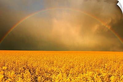 Rainbow Over Farmer's Field