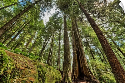 Rainforest in Strathcona Provincial Park, British Columbia, Canada