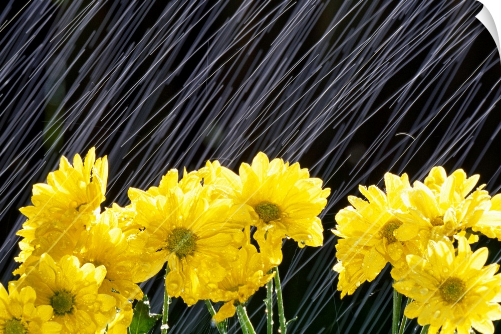 A close up of flowers being battered by drops of water.