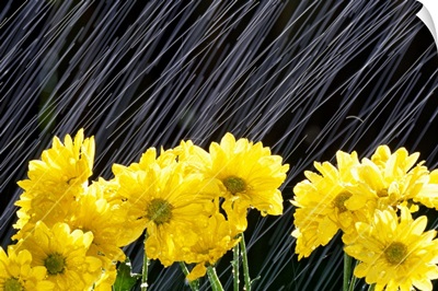 Raining On Yellow Daisies