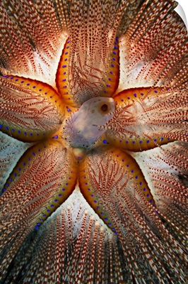 Rare Sighting Of A Blue-Spotted Sea Urchin; Maui, Hawaii