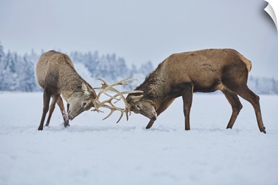Red Deer (Cervus Elaphus) Fighting On A Snowy Meadow, Bavaria, Germany