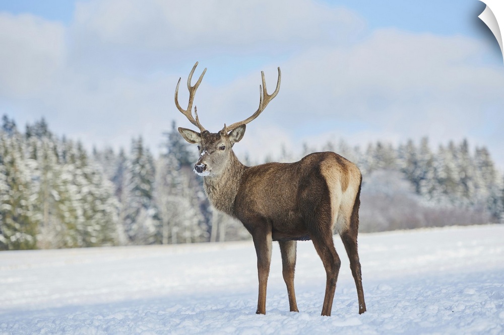 Red deer (Cervus elaphus) on a snowy meadow, Bavaria, Germany