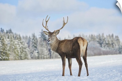 Red Deer (Cervus Elaphus) On A Snowy Meadow, Bavaria, Germany