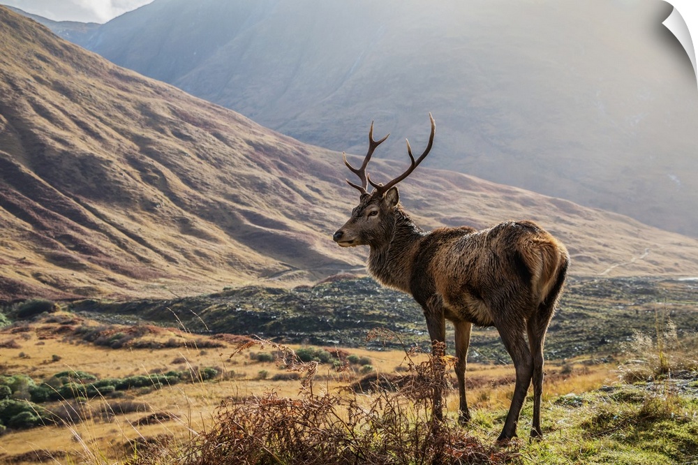 Red Deer (Cervus Elaphus) standing proud in a Scottish glen; Scotland