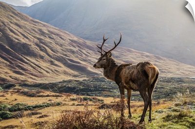 Red Deer Standing Proud In A Scottish Glen, Scotland