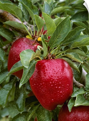 Red Delicious apples on the tree, ripe and ready for harvest, with raindrops