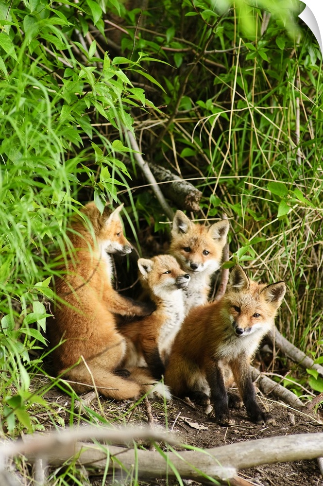 Red Fox Kits Playing Close To Their Den During Summer In Alaska