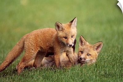 Red Fox Kits Playing Together, Anchorage, Alaska
