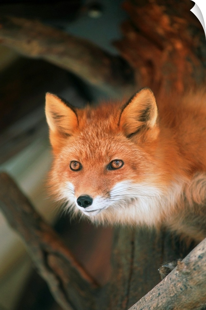 Red Fox Sitting Under A Shelter, Southcentral Alaska