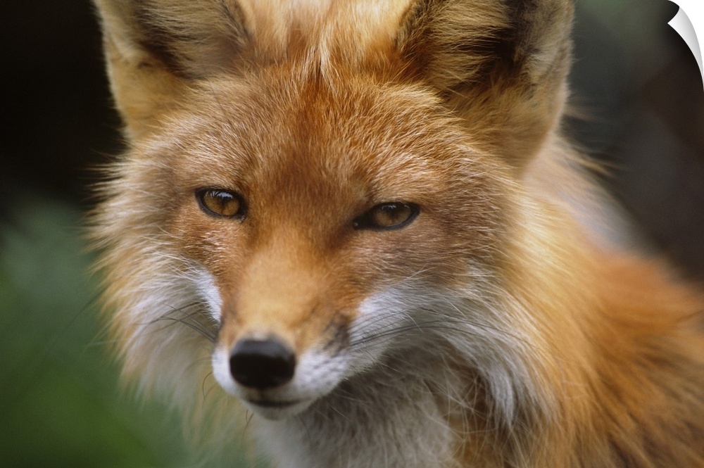 Captive: Close Up Of Red Fox At The Alaska Wildlife Conservation Center Along Turnagain Arm During Summer In Southcentral ...