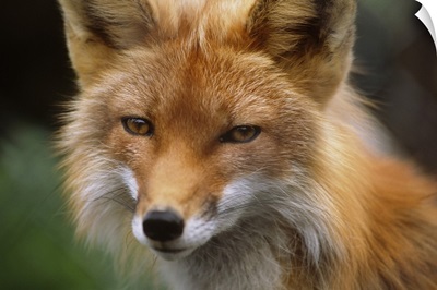 Red Fox, The Alaska Wildlife Conservation Center