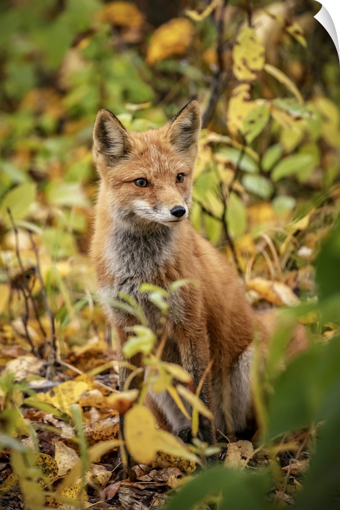 Red fox (vulpes vulpes) in the Campbell creek area, south-central Alaska, united states of America.