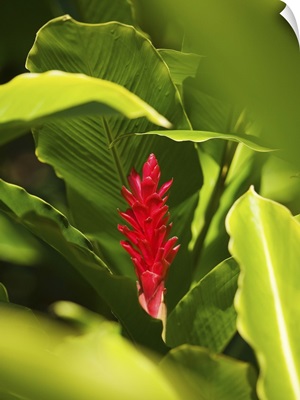 Red Ginger Flower Between Green Leaves