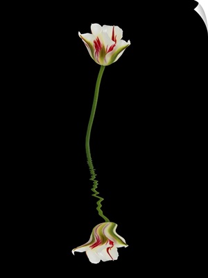 Red, Green, And White Tulip Reflected In Water On A Black Background