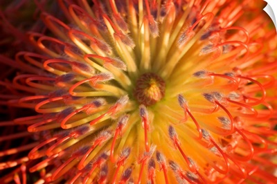 Red Pin Cushion Protea Blossom Or Leucospermum