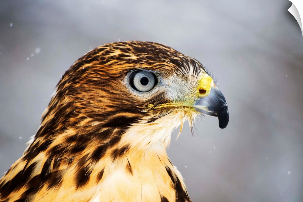 Red-tailed Hawk (Buteo jamaicensis), Ecomuseum; Ste-Anne-de-Bellevue, Quebec, Canada