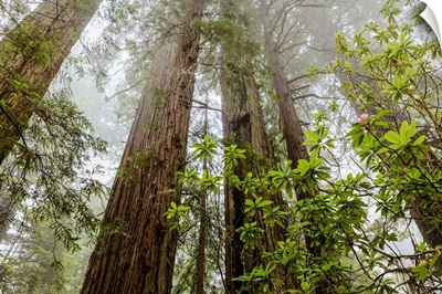 Redwood trees in fog