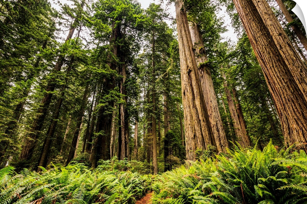 Redwood trees, Lady Bird Jonhson Grove, Redwood National and State Parks; California, United States of America